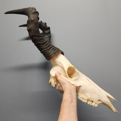 Red Hartebeest Skull