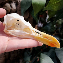 African Kelp Gull Skull A