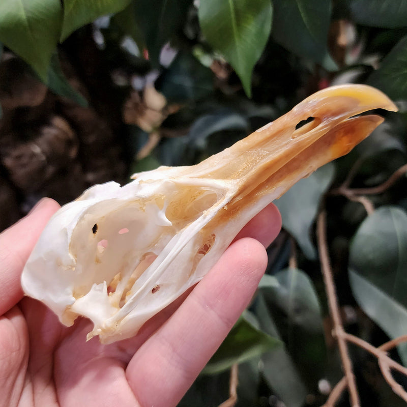 African Kelp Gull Skull B