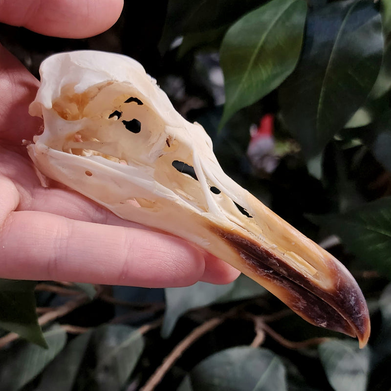 African Kelp Gull Skull C