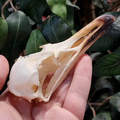 African Kelp Gull Skull C