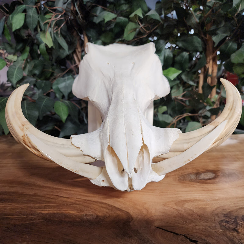 Warthog Skull A