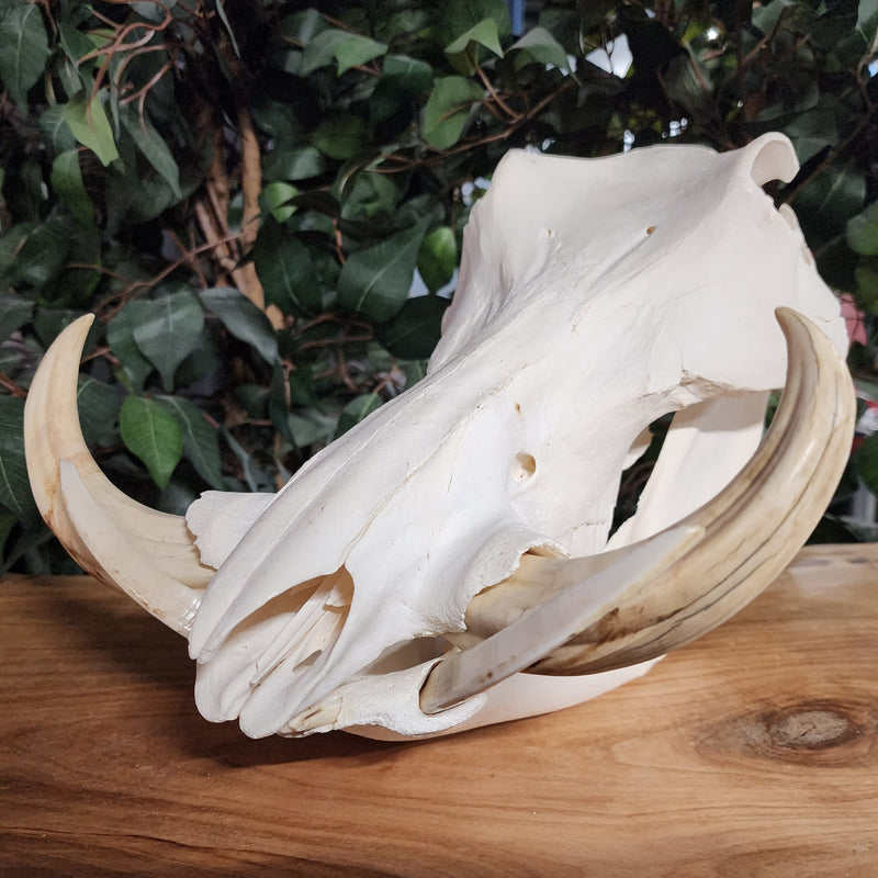 Warthog Skull A