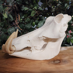 Warthog Skull A