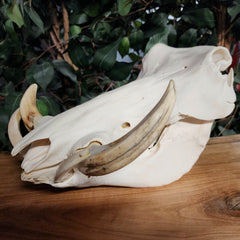 Warthog Skull B