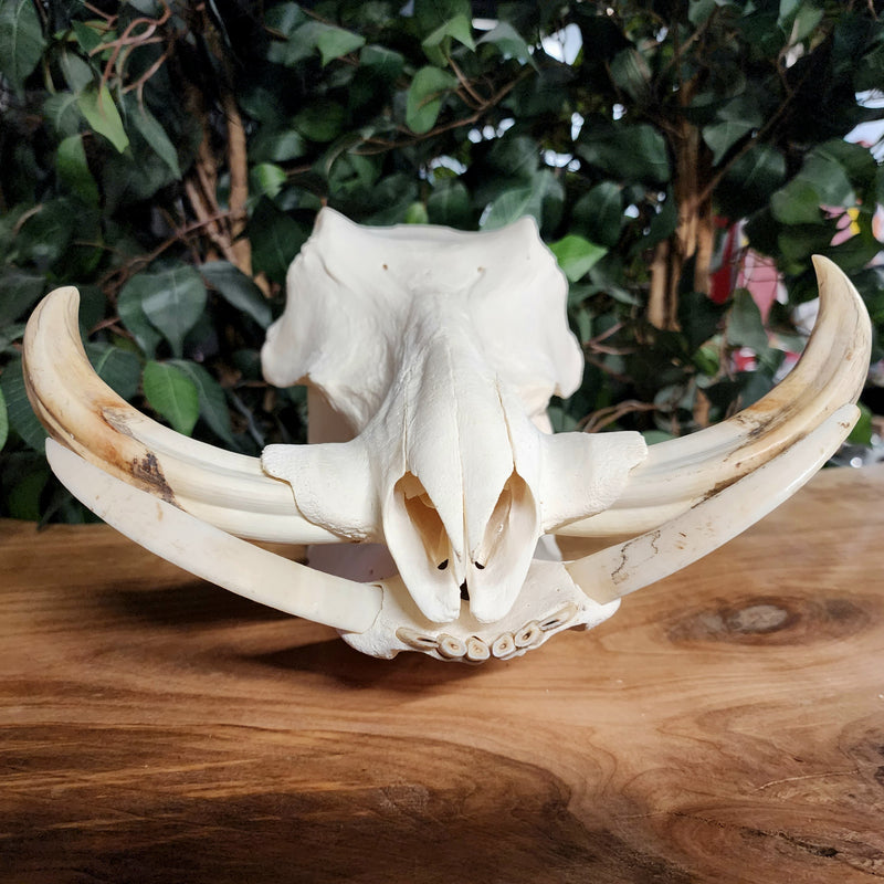 Warthog Skull B