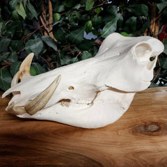 Warthog Skull B