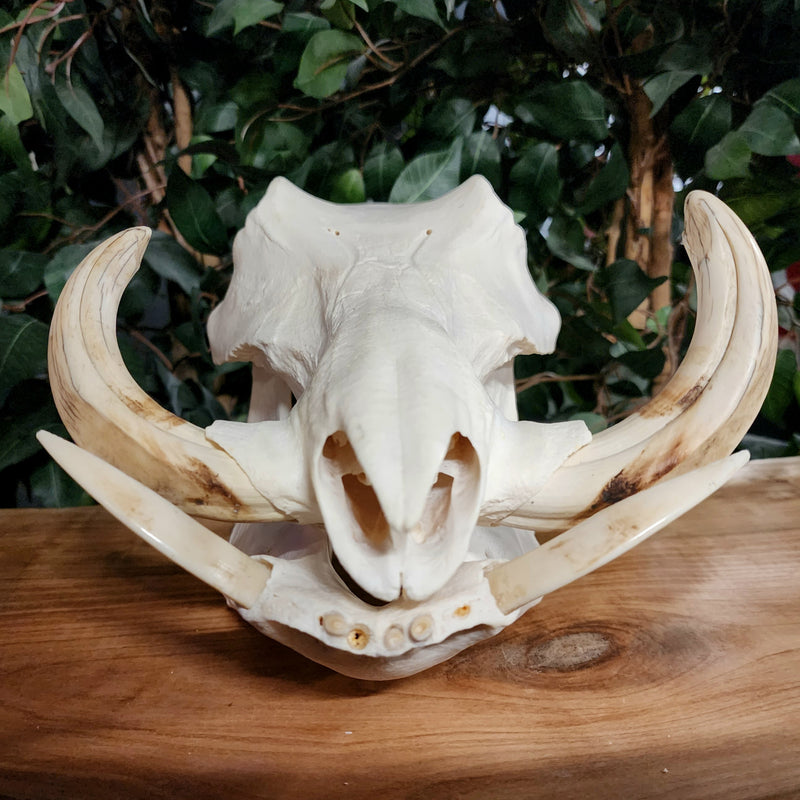 Warthog Skull C