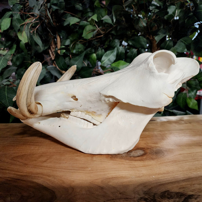 Warthog Skull C