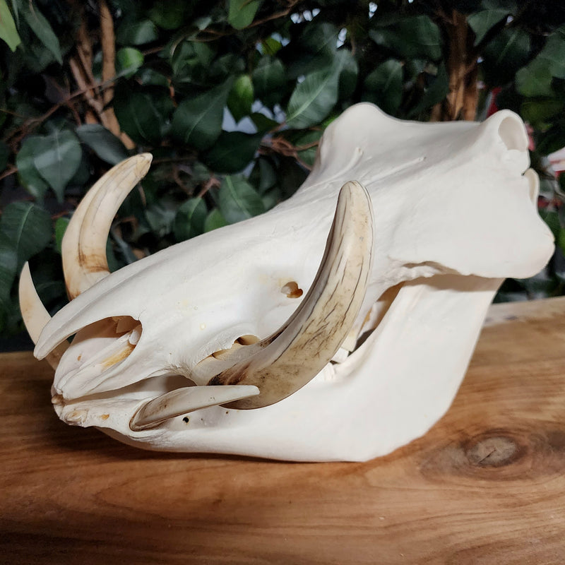 Warthog Skull C