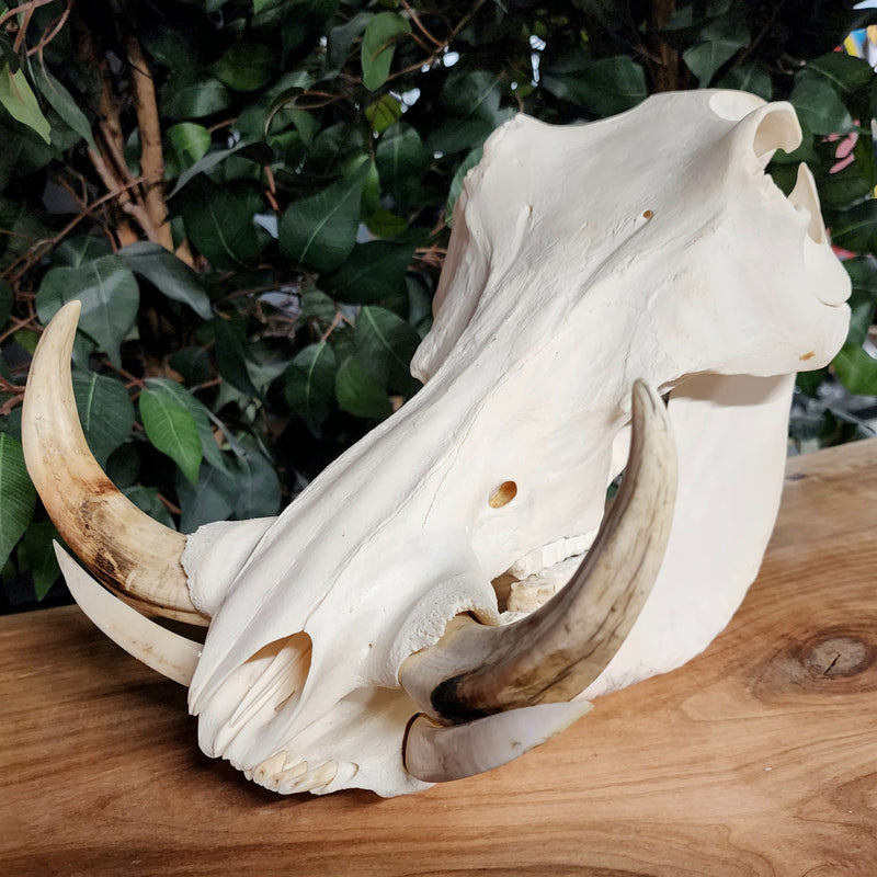 Warthog Skull D