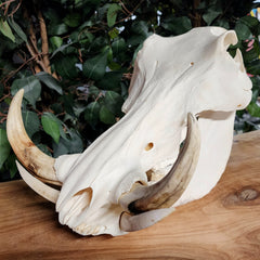 Warthog Skull D