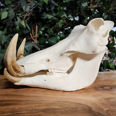 Warthog Skull D