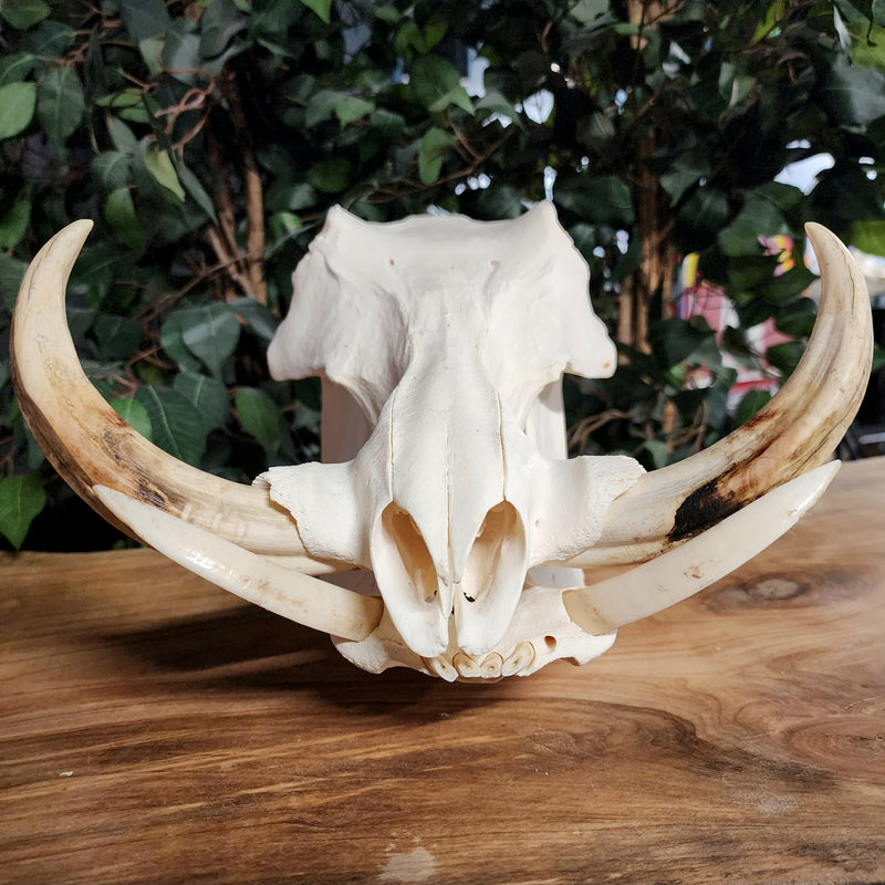 Warthog Skull D