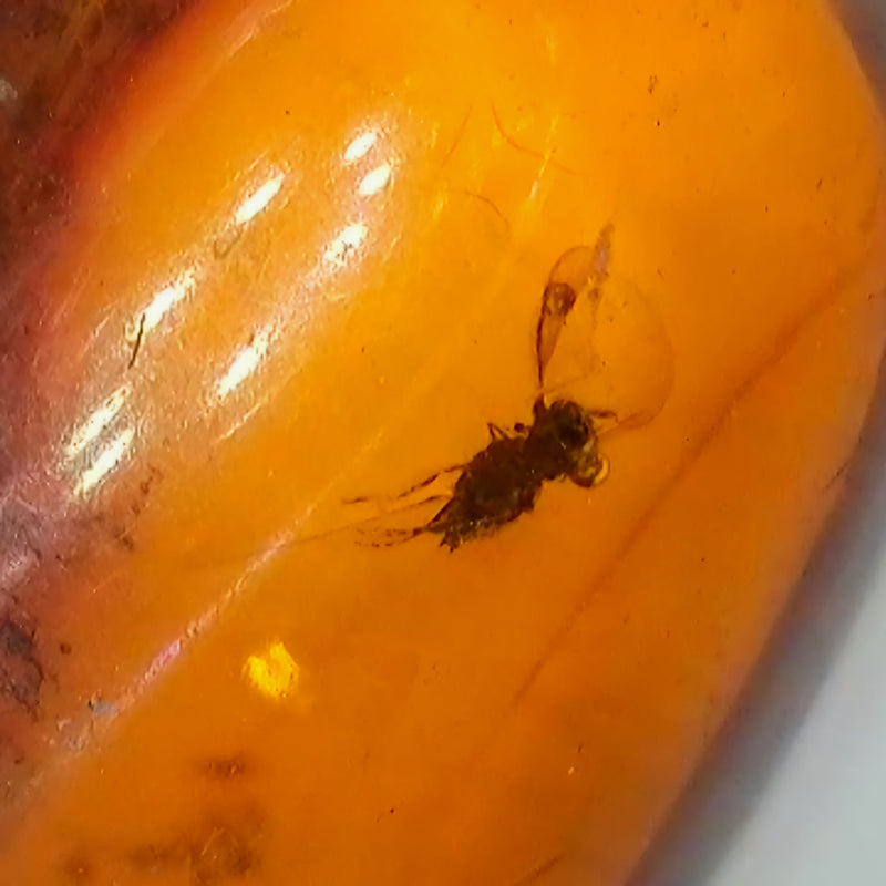 Insects In Dominican Amber, F