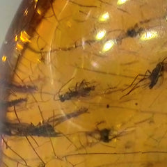 Insects In Dominican Amber, K (Exceptional)