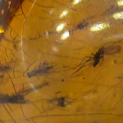 Insects In Dominican Amber, K (Exceptional)