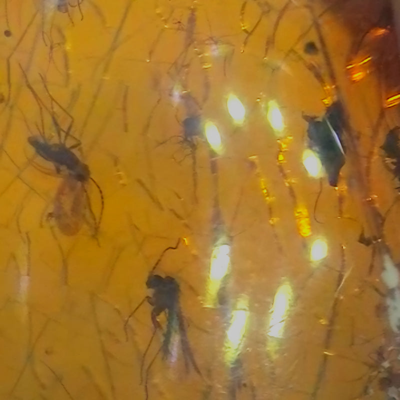 Insects In Dominican Amber, K (Exceptional)