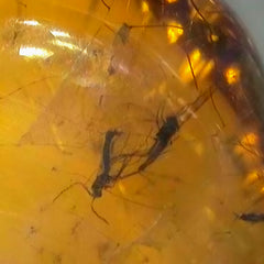 Insects In Dominican Amber, K (Exceptional)