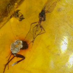 Insects In Dominican Amber, A