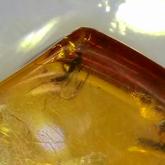 Insects In Dominican Amber, A