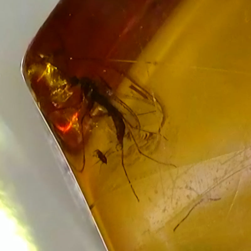 Insects In Dominican Amber, A