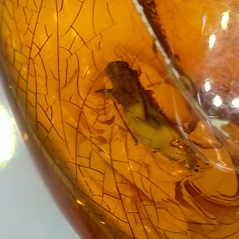 Insects In Dominican Amber, B