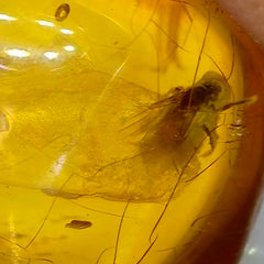 Insects In Dominican Amber, B