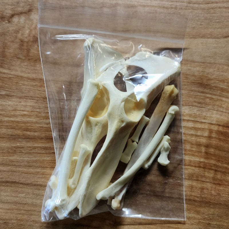 Canadian Lynx Bone Bag