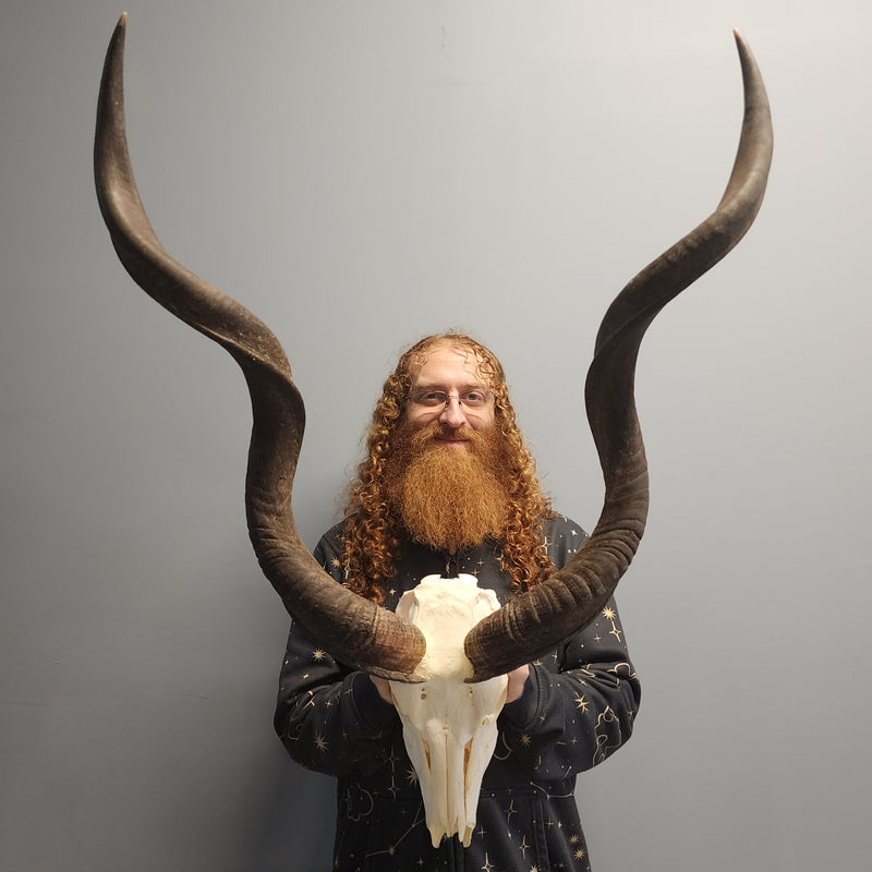 Kudu Antelope Skull XL