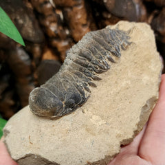 Reedops Trilobite Fossil, G