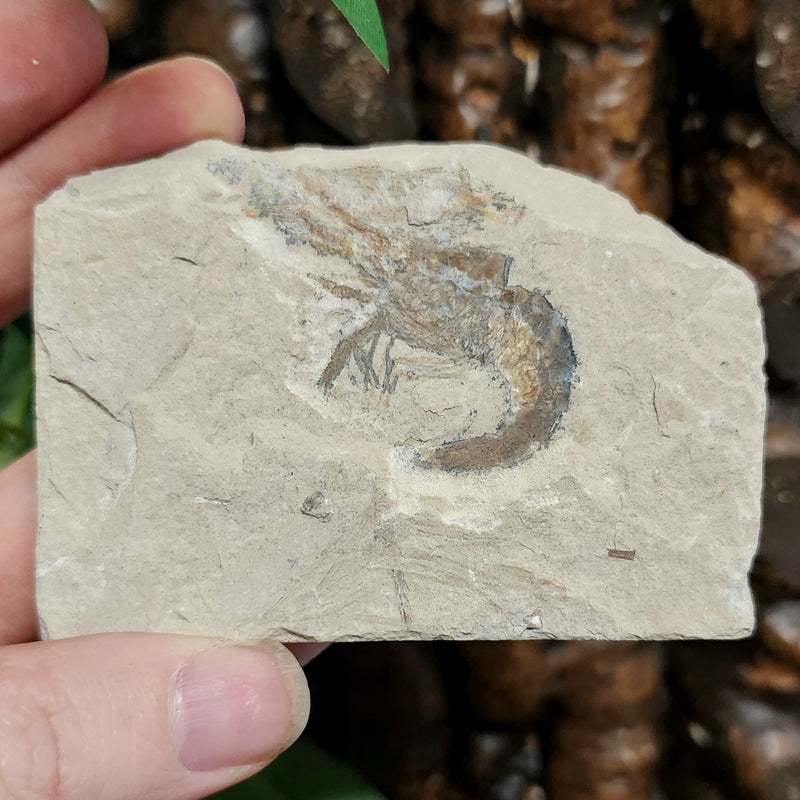 Shrimp Fossil Plate A