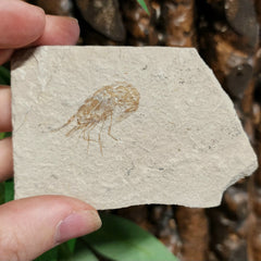 Shrimp Fossil Plate B