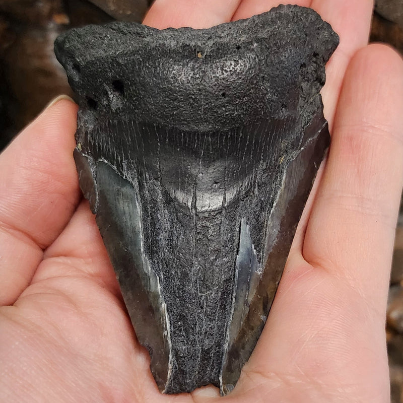 Megalodon Tooth B (3.4")