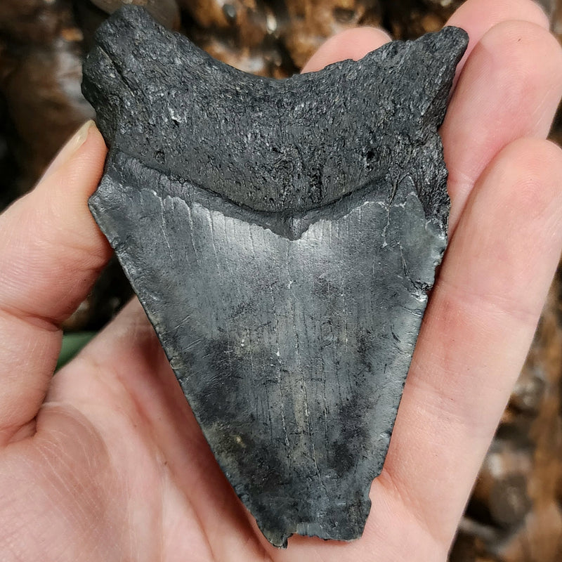 Megalodon Tooth B (3.4")