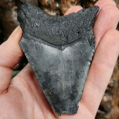 Megalodon Tooth B (3.4