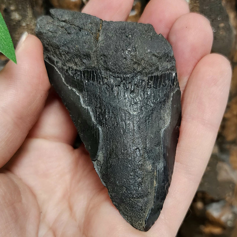 Megalodon Tooth H (3.25")