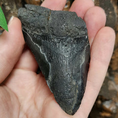 Megalodon Tooth H (3.25