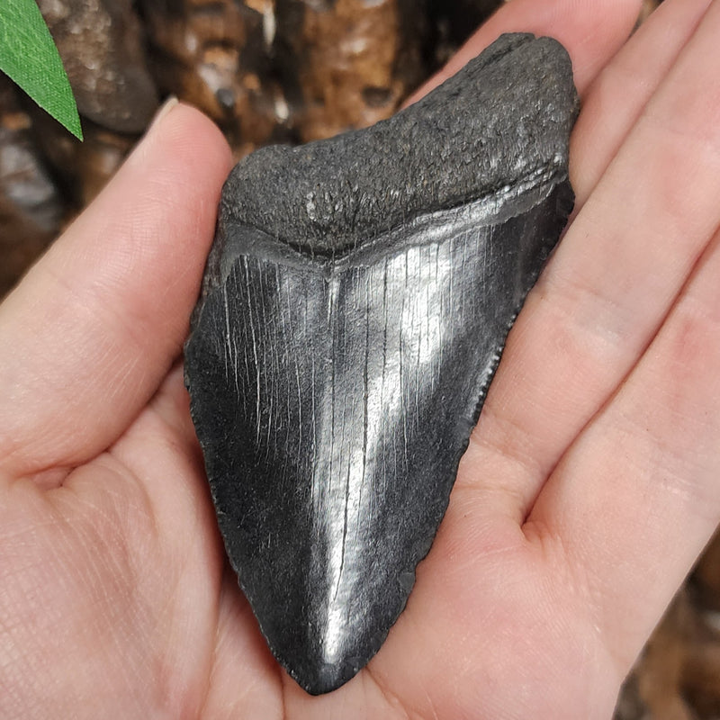 Megalodon Tooth H (3.25")