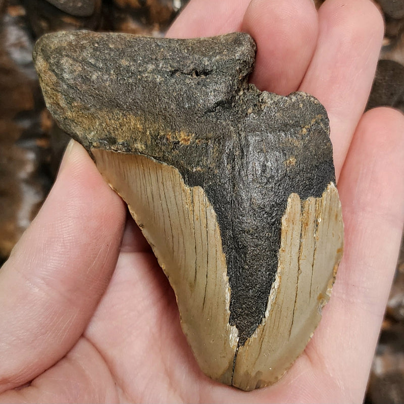 Megalodon Tooth F (3.25")