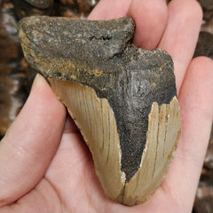 Megalodon Tooth F (3.25