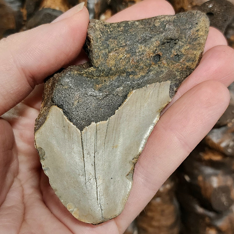 Megalodon Tooth F (3.25")