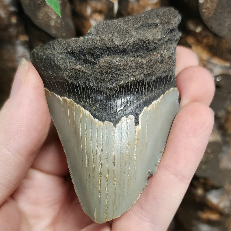 Megalodon Tooth G (3")