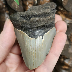 Megalodon Tooth G (3