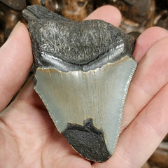 Megalodon Tooth G (3