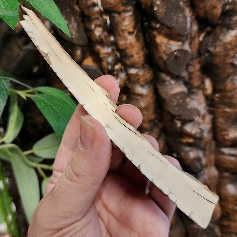 Woolly Mammoth Tusk Fragment E (5.5")