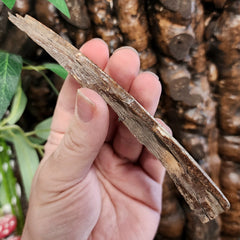 Woolly Mammoth Tusk Fragment E (5.5