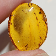 Insects In Dominican Amber, K (Exceptional)