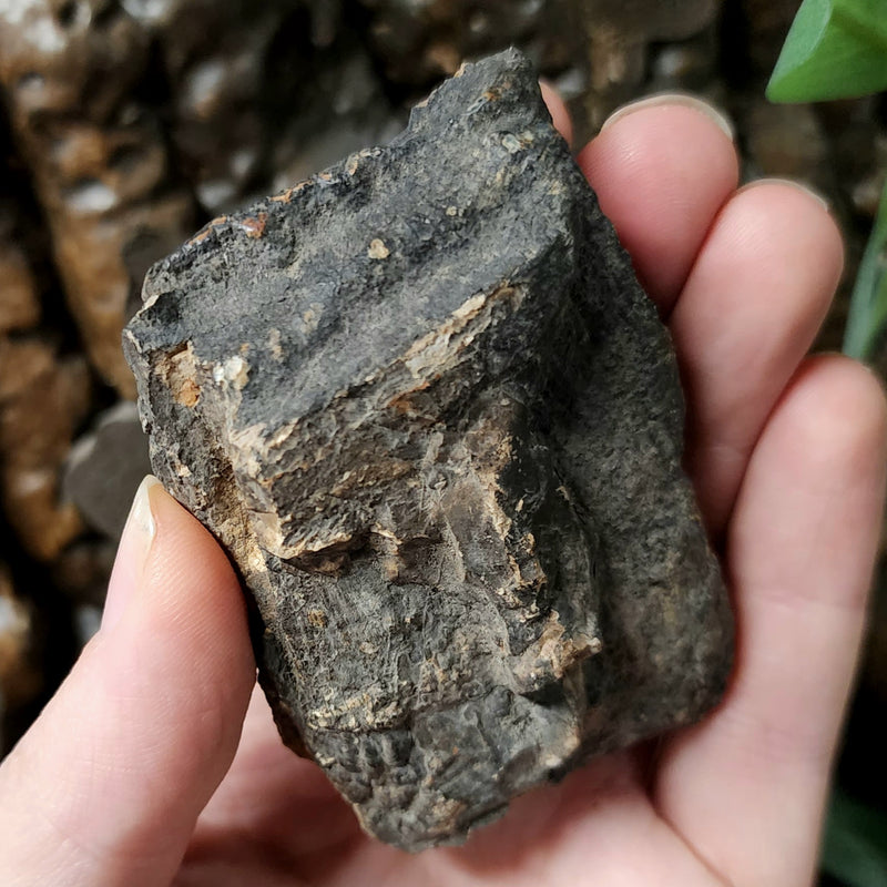 Woolly Mammoth Molar Fragment A