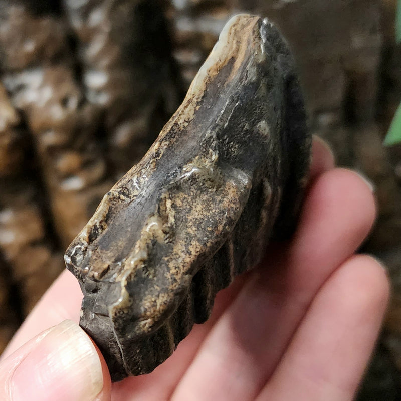 Woolly Mammoth Molar Fragment B